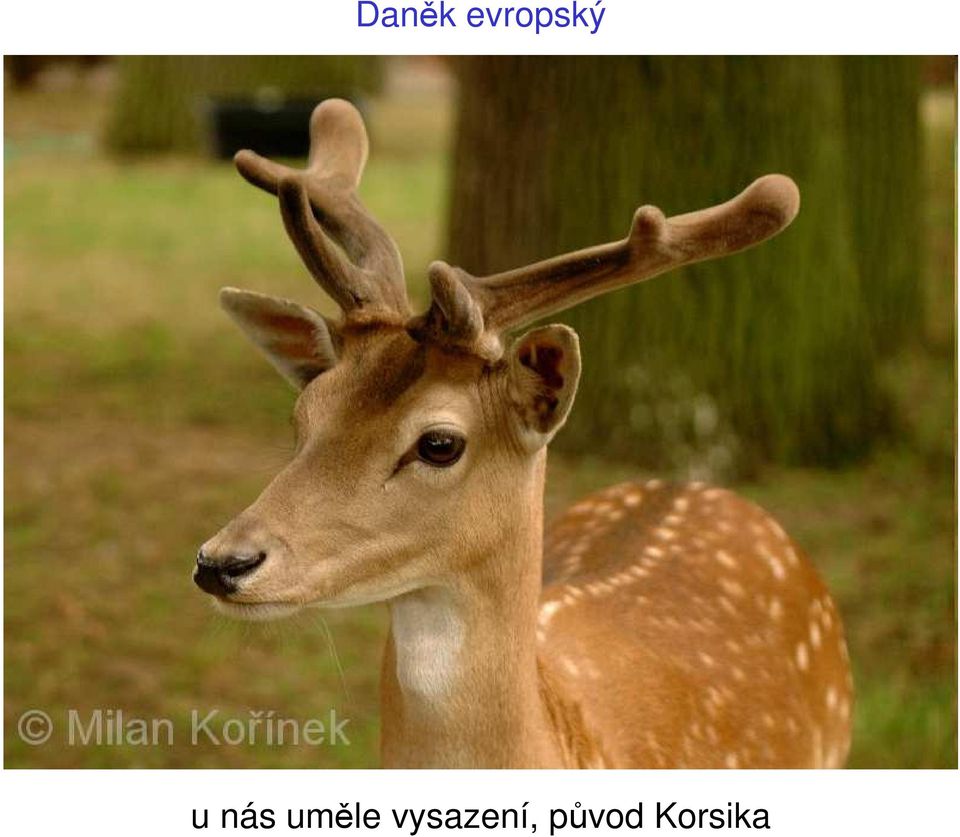 nás uměle