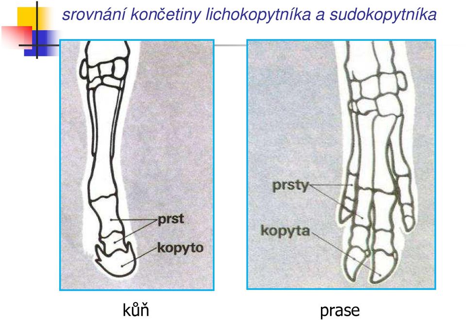 lichokopytníka