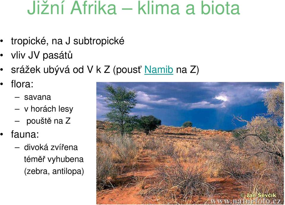 (pousť Namib na Z) flora: savana v horách lesy
