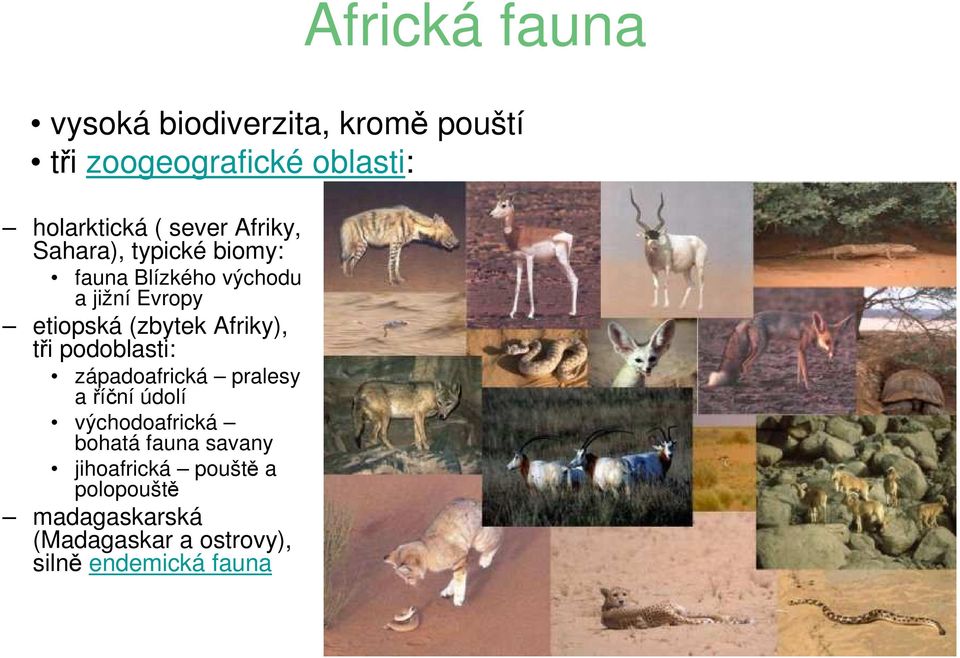 Afriky), tři podoblasti: západoafrická pralesy a říční údolí východoafrická bohatá fauna
