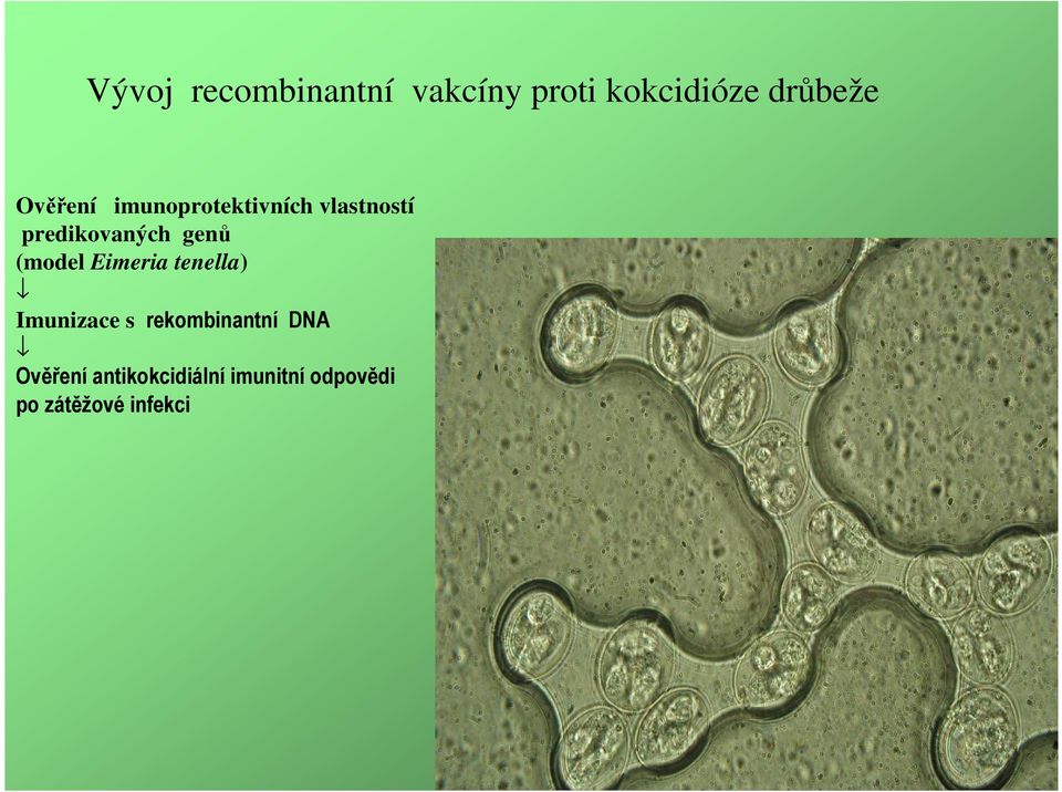 (model Eimeria tenella) Imunizace s rekombinantní DNA