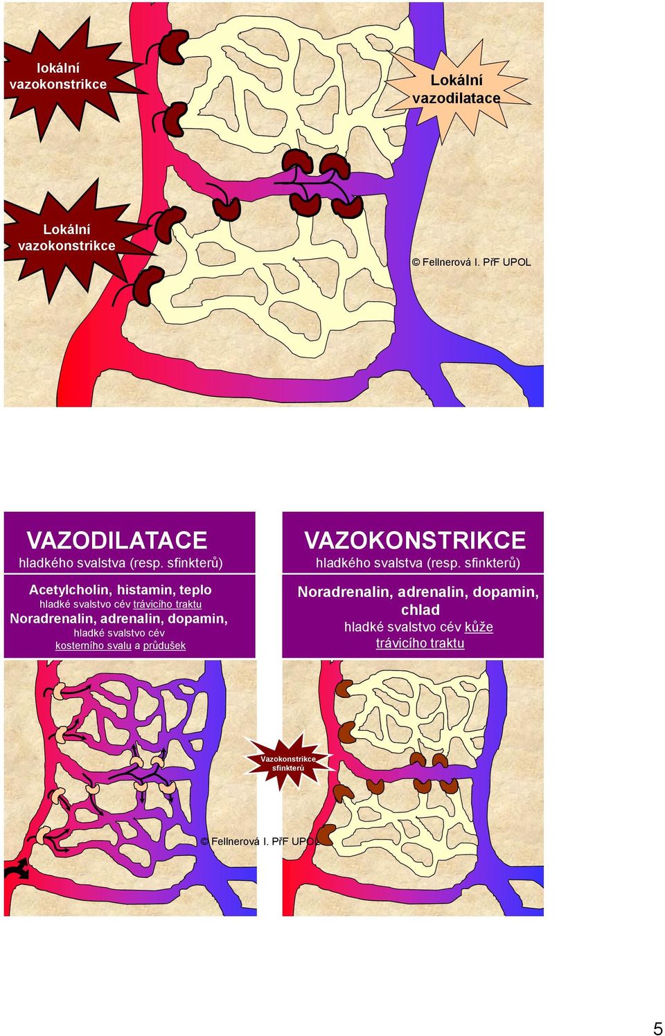 dopamin, hladké svalstvo cév kosterního svalu a průdušek VAZOKONSTRIKCE hladkého svalstva (resp.