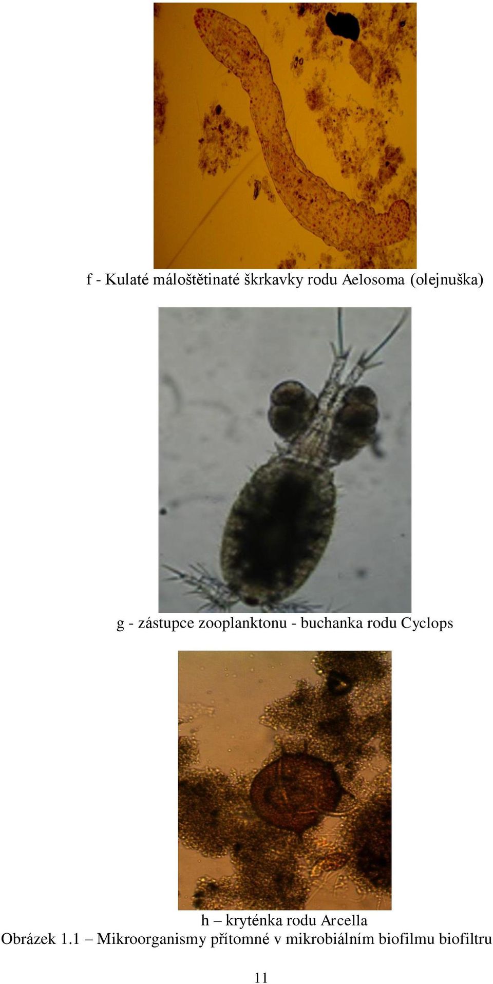 rodu Cyclops h kryténka rodu Arcella Obrázek 1.