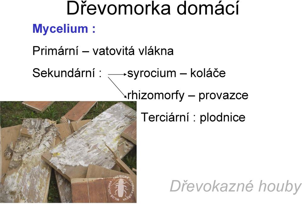 Sekundární : syrocium koláče