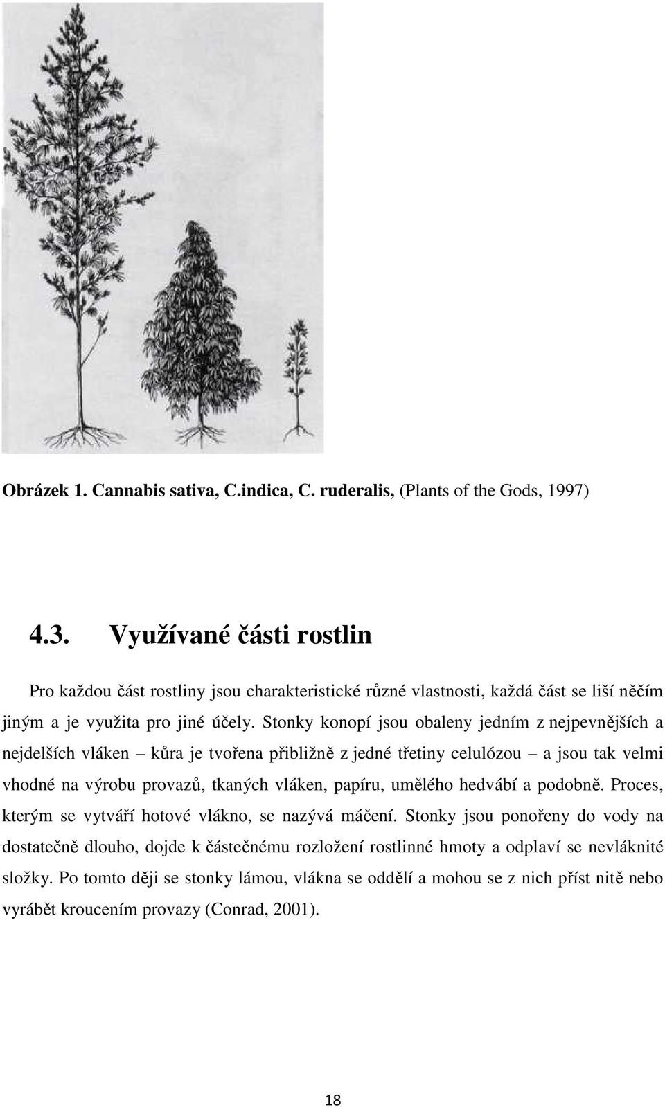 Stonky konopí jsou obaleny jedním z nejpevnějších a nejdelších vláken kůra je tvořena přibližně z jedné třetiny celulózou a jsou tak velmi vhodné na výrobu provazů, tkaných vláken, papíru,