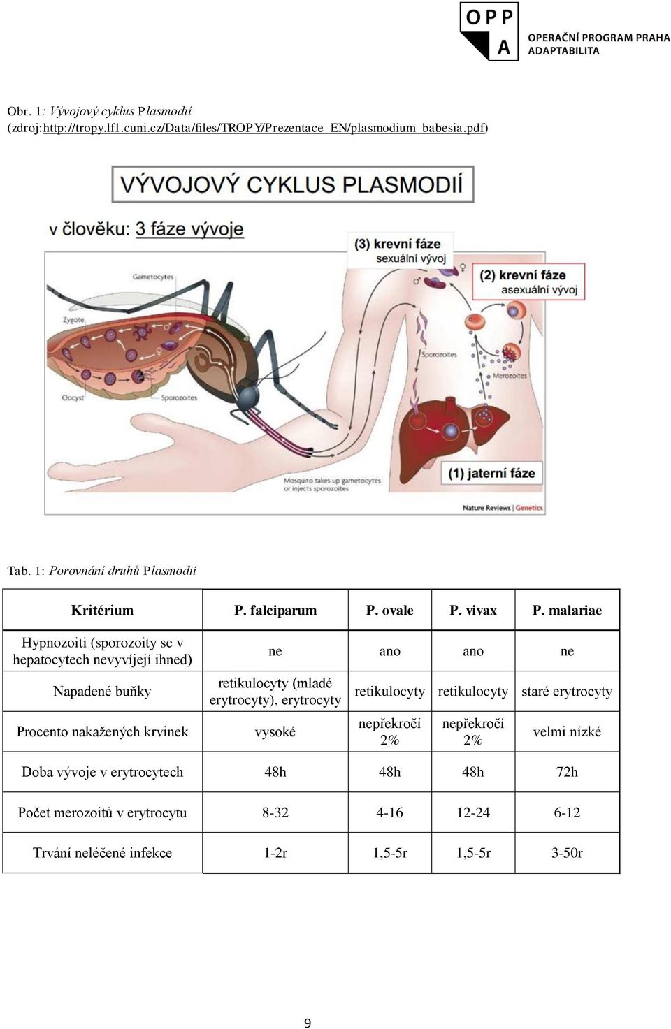 malariae Hypnozoiti (sporozoity se v hepatocytech nevyvíjejí ihned) Napadené buňky Procento nakaţených krvinek ne ano ano ne retikulocyty (mladé