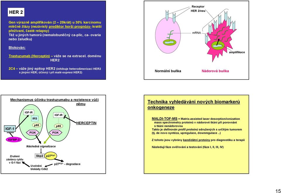 doménu HER2 amplifikace 2C4 váže jiný epitop HER2 (inhibuje heterodimerizaci HER2 s jinými HER; účinný i při malé expresi HER2) Normální buňka Nádorová buňka IGF-1 Mechanismus účinku trastuzumabu a