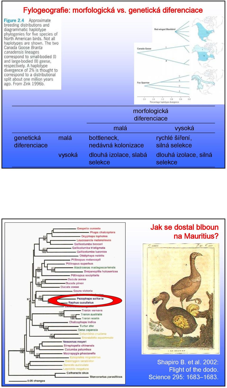 kolonizace dlouhá izolace, slabá selekce morfologická diferenciace vysoká rychlé