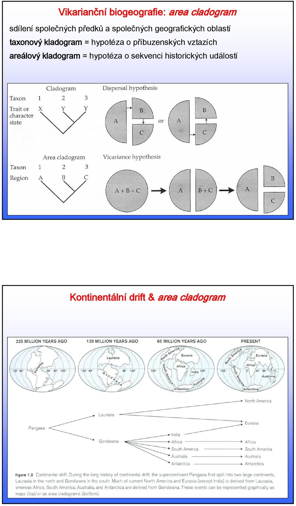 hypotéza o příbuzenských vztazích areálový kladogram = hypotéza