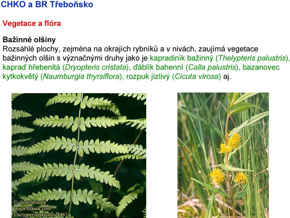 (Thelypteris palustris), kapraď hřebenitá (Dryopteris cristata), ďáblík bahenní (Calla