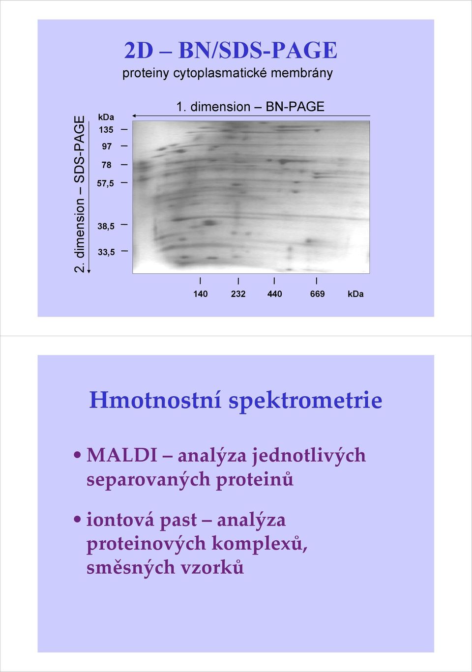 dimension BN-PAGE 140 232 440 669 kda Hmotnostní spektrometrie MALDI