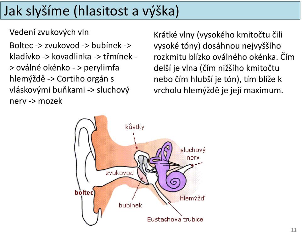 mozek Krátké vlny (vysokého kmitočtu čili vysoké tóny) dosáhnou nejvyššího rozkmitu blízko oválného okénka.