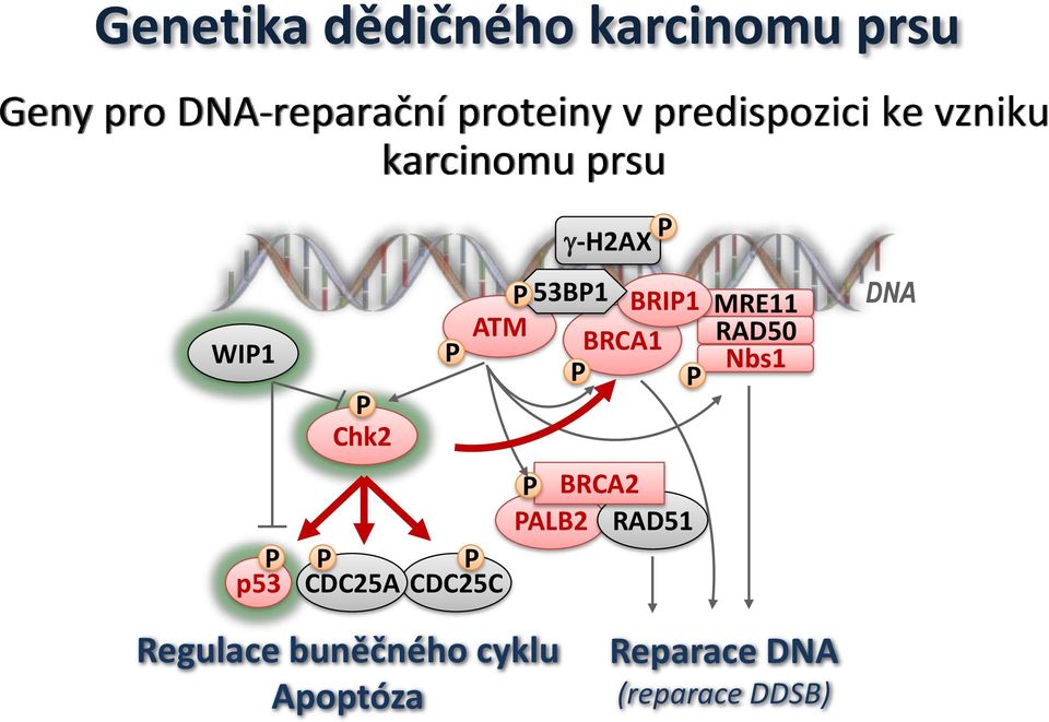 BRIP1 ATM BRCA1 P P MRE11 RAD50 Nbs1 DNA P p53 P CDC25A P CDC25C P