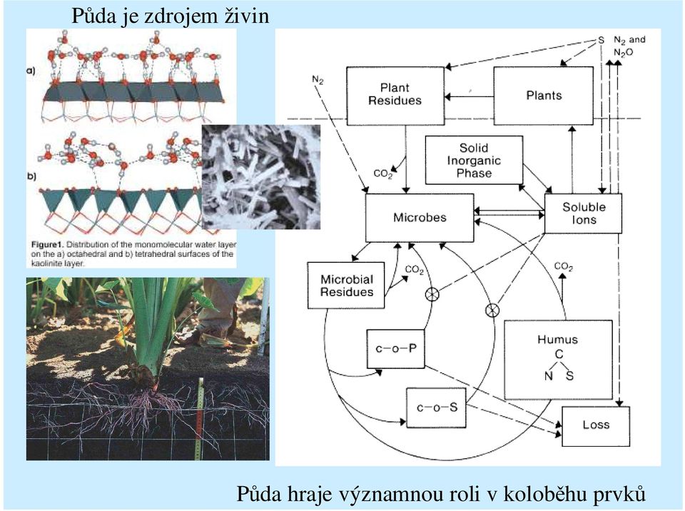 hraje významnou