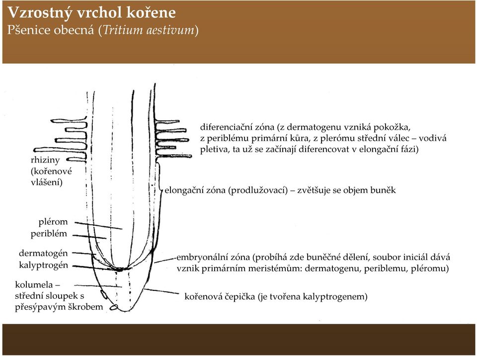 (prodlužovací) zvětšuje se objem buněk plérom periblém dermatogén kalyptrogén kolumela střední sloupek s přesýpavým škrobem embryonální