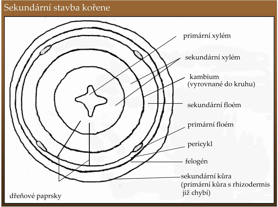 primární floém pericykl felogén dřeňové paprsky