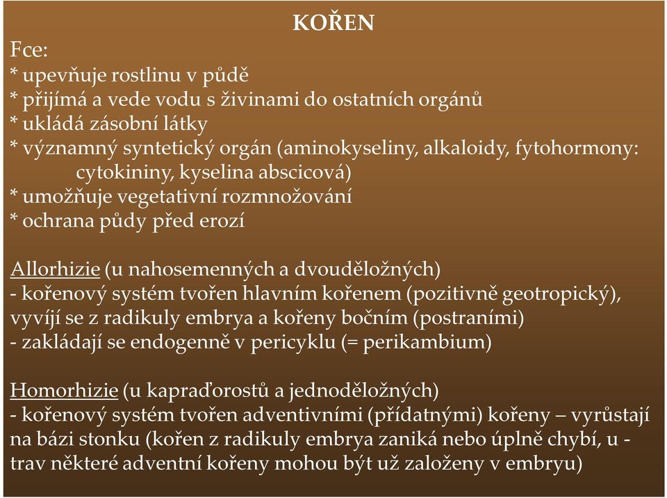 (pozitivně geotropický), vyvíjí se z radikuly embrya a kořeny bočním (postraními) - zakládají se endogenně v pericyklu (= perikambium) Homorhizie (u kapraďorostů a jednoděložných) -