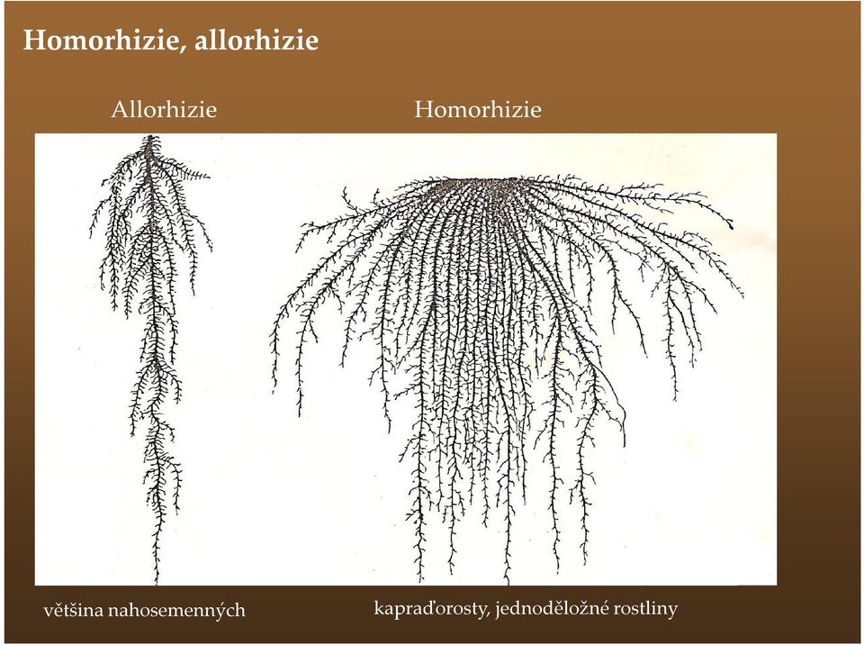 většina nahosemenných