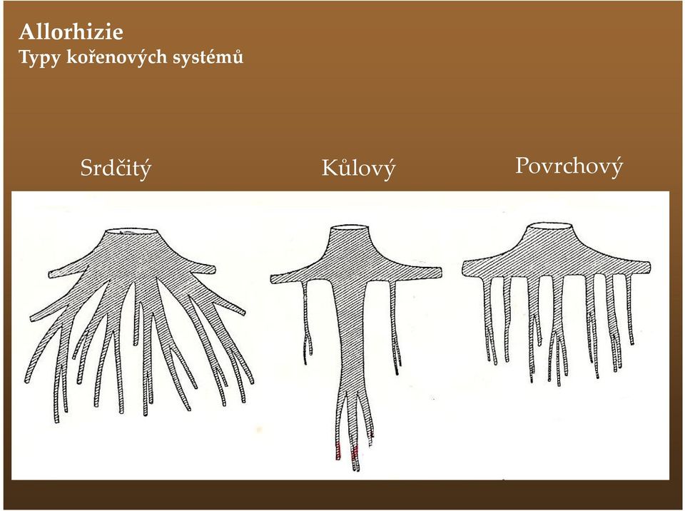 kořenových