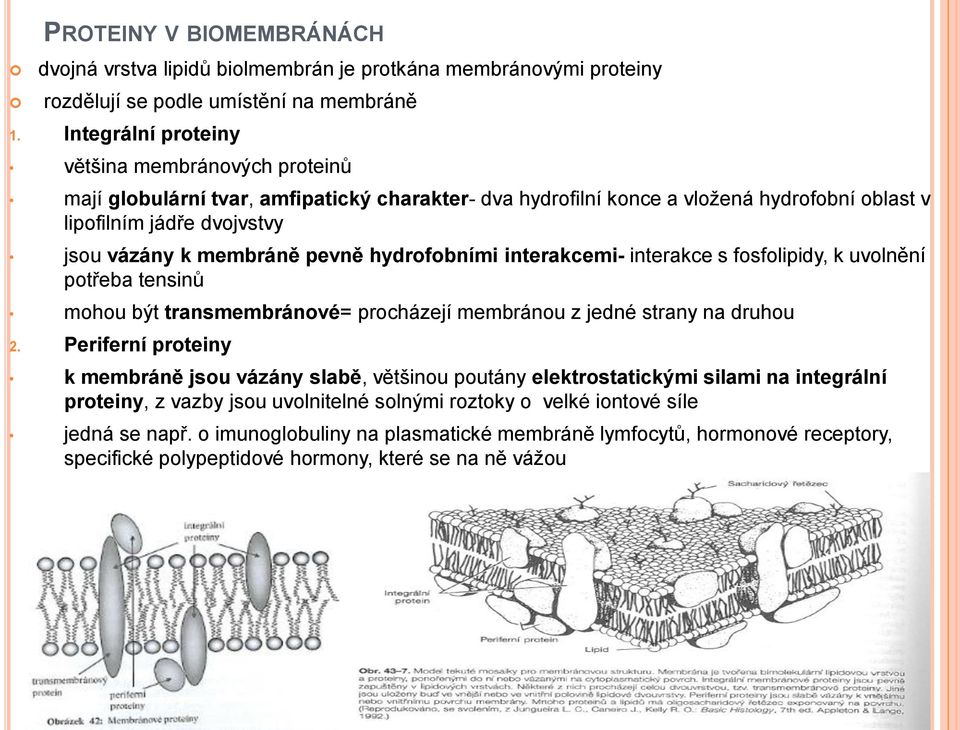 pevně hydrofobními interakcemi- interakce s fosfolipidy, k uvolnění potřeba tensinů mohou být transmembránové= procházejí membránou z jedné strany na druhou 2.