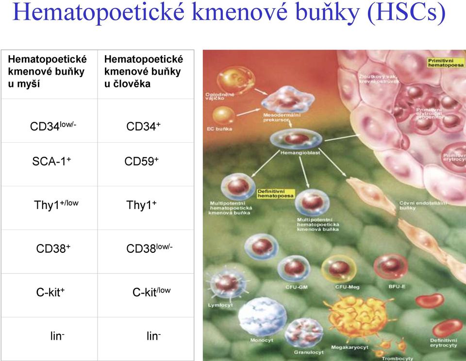 člověka CD34 low/- CD34 + SCA-1 + CD59 + Thy1 +/low