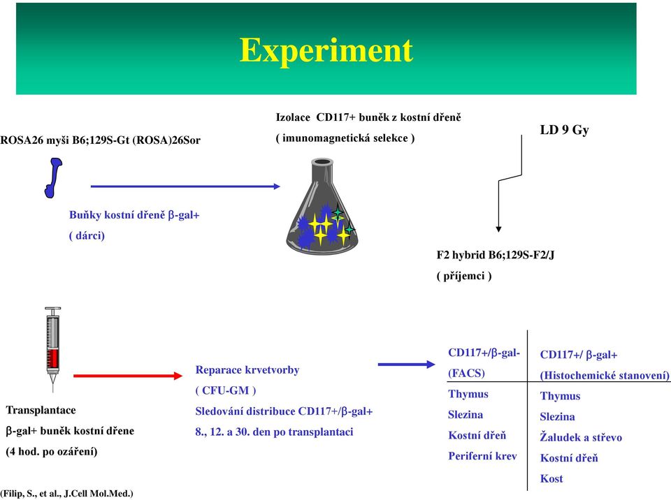 po ozáření) Reparace krvetvorby ( CFU-GM ) Sledování distribuce CD117+/ -gal+ 8., 12. a 30.