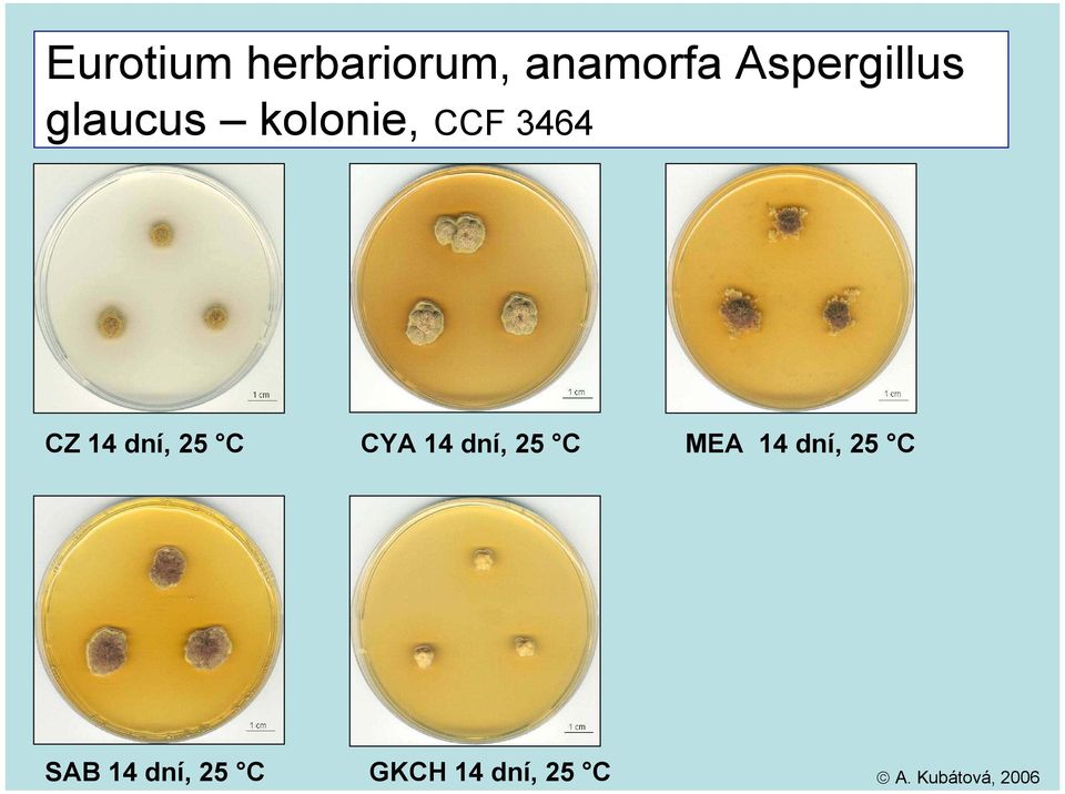 Aspergillus glaucus kolonie, CCF 3464