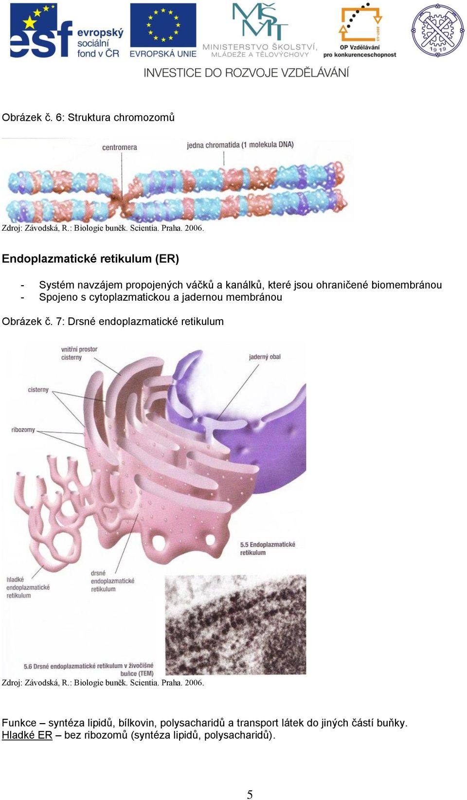 kanálků, které jsou ohraničené biomembránou - Spojeno s cytoplazmatickou a jadernou membránou  7:
