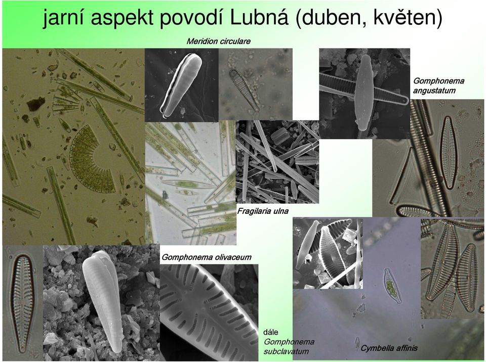 angustatum Fragilaria ulna Gomphonema