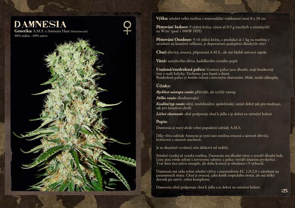 x Amnesia Haze (feminizované) 40% indica - 60% sativa Výška: středně velká rostlina s internodální vzdáleností mezi 8 a 10 cm Pěstování Indoor: 9 týdnů květu, výnos až 0,9 g (suchých a očistěných) na