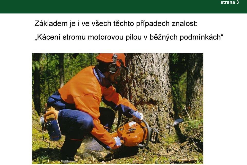 znalost: Kácení stromů