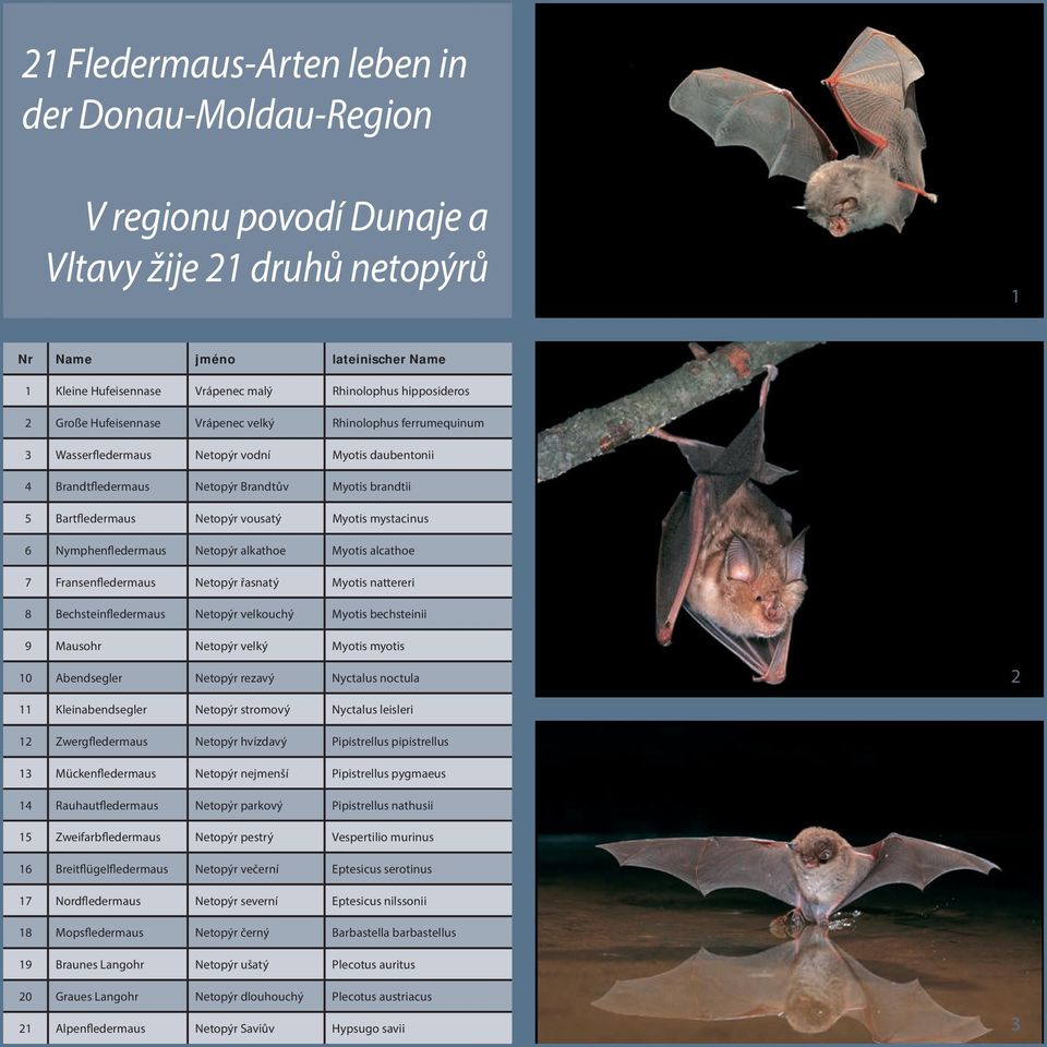 Netopýr vousatý Myotis mystacinus 6 Nymphenfledermaus Netopýr alkathoe Myotis alcathoe 7 Fransenfledermaus Netopýr řasnatý Myotis nattereri 8 Bechsteinfledermaus Netopýr velkouchý Myotis bechsteinii