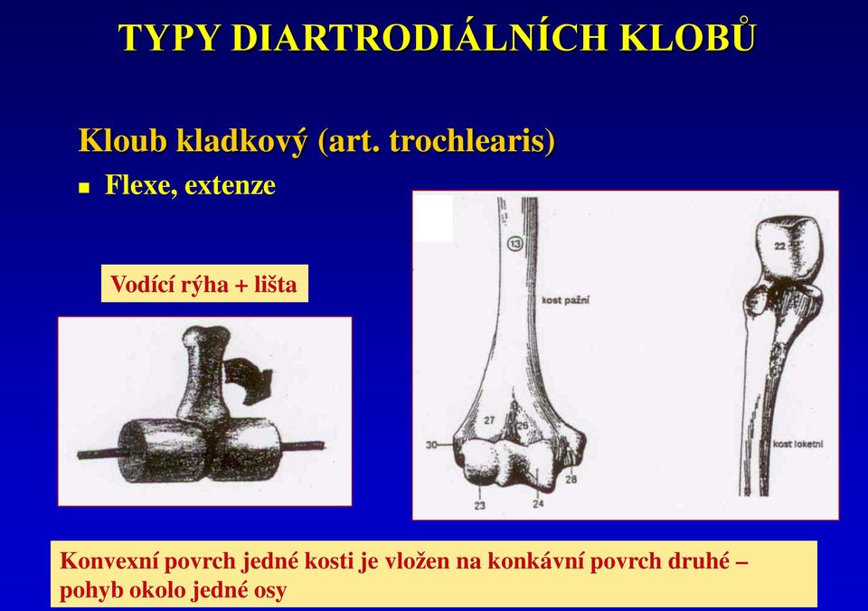 trochlearis) Flexe, extenze Vodící rýha + lišta