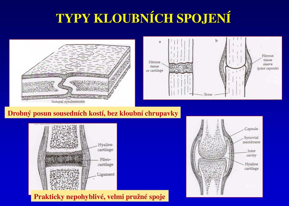 kloubní chrupavky Prakticky