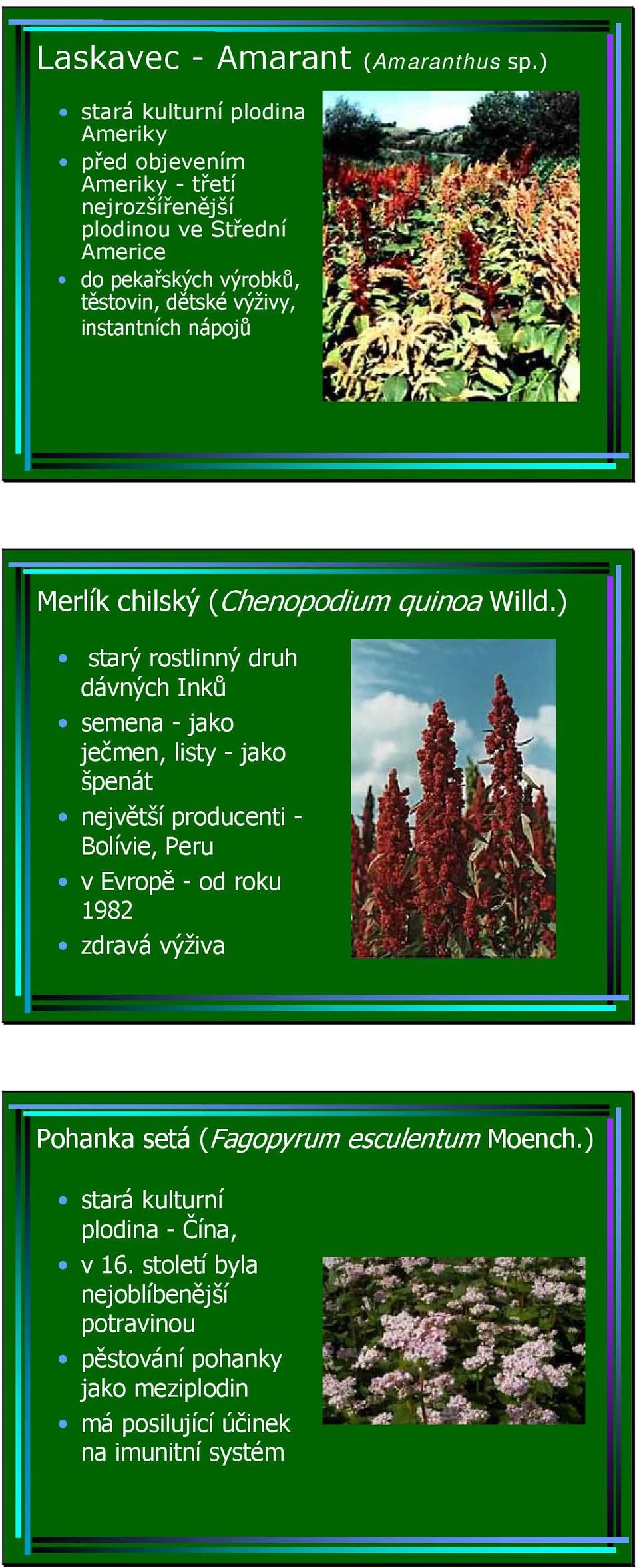 výživy, instantních nápojů Merlík chilský (Chenopodium quinoa Willd.