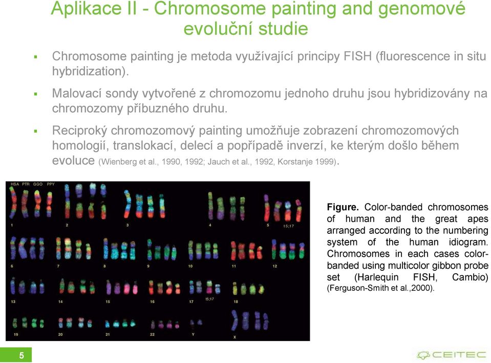 Reciproký chromozomový painting umožňuje zobrazení chromozomových homologií, translokací, delecí a popřípadě inverzí, ke kterým došlo během evoluce (Wienberg et al.