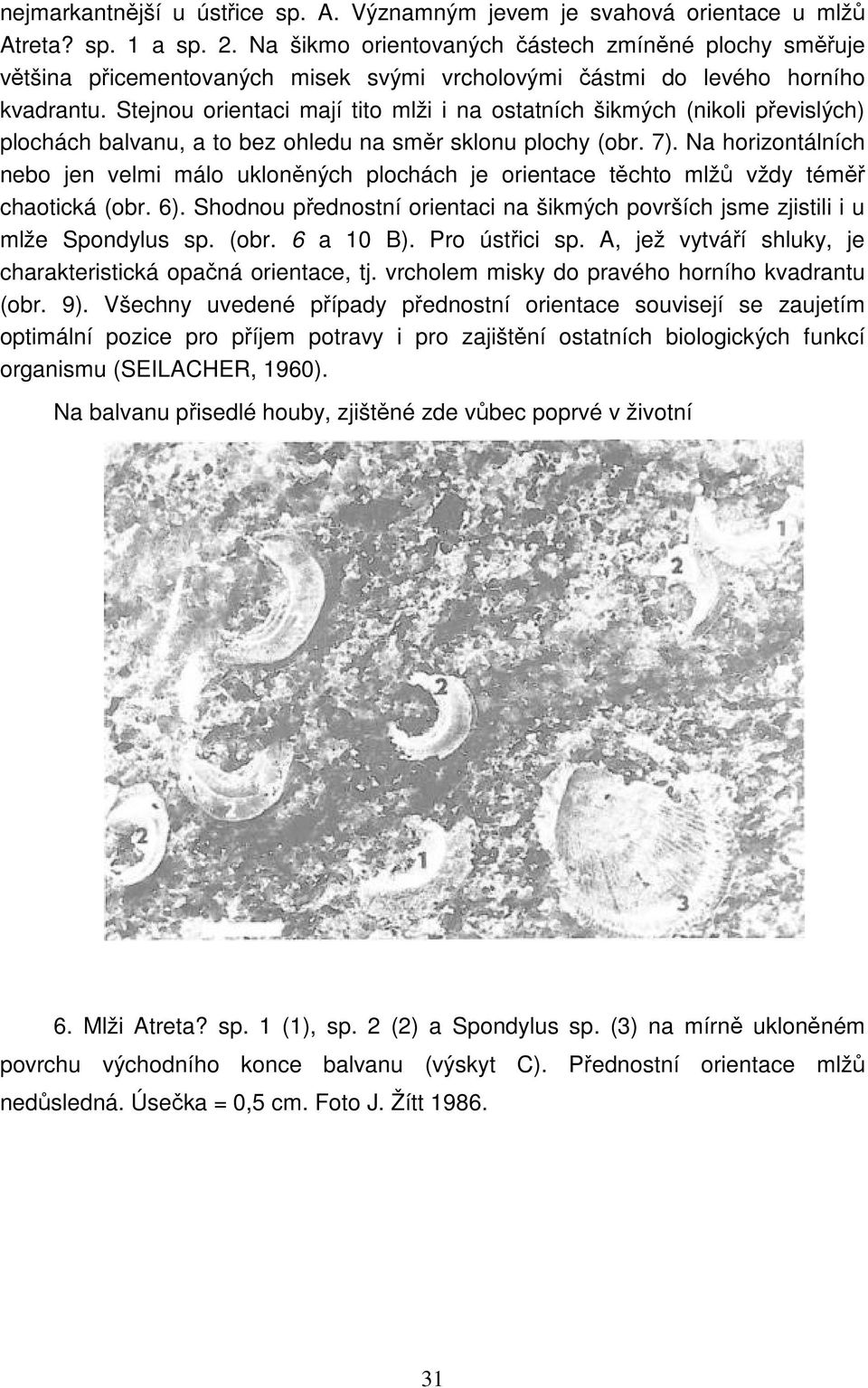 Stejnou orientaci mají tito mlži i na ostatních šikmých (nikoli převislých) plochách balvanu, a to bez ohledu na směr sklonu plochy (obr. 7).