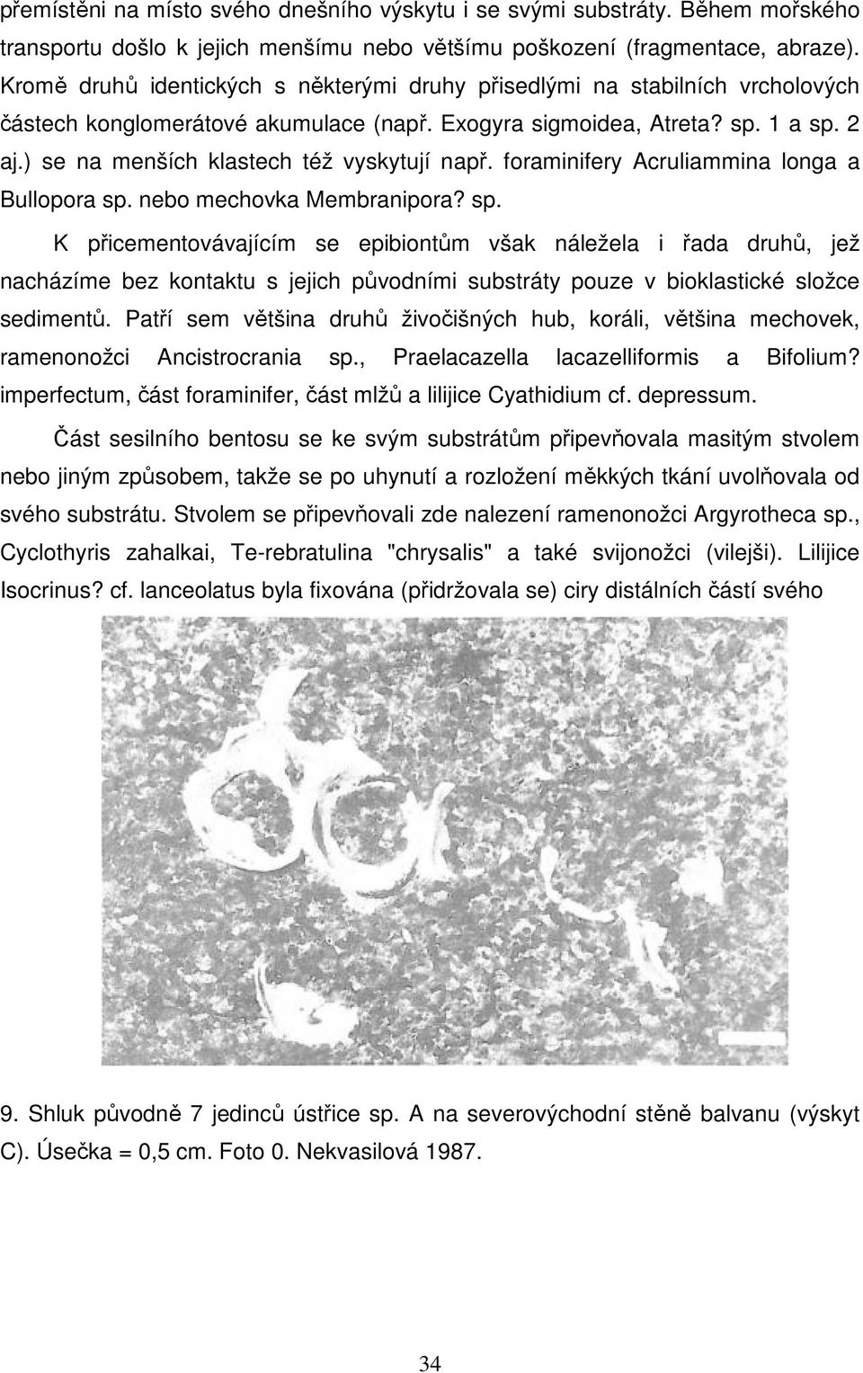 ) se na menších klastech též vyskytují např. foraminifery Acruliammina longa a Bullopora sp.