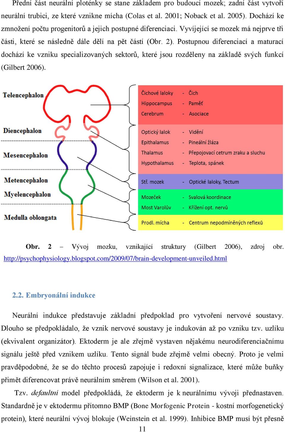 Postupnou diferenciací a maturací dochází ke vzniku specializovaných sektorů, které jsou rozděleny na základě svých funkcí (Gilbert 2006). Obr.