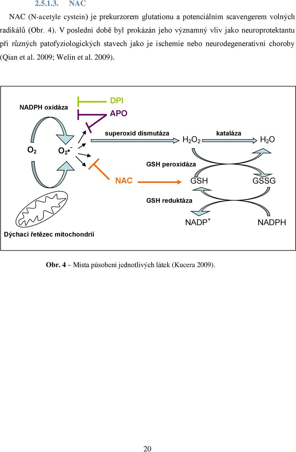 neurodegenerativní choroby (Qian et al. 2009; Welin et al. 2009).