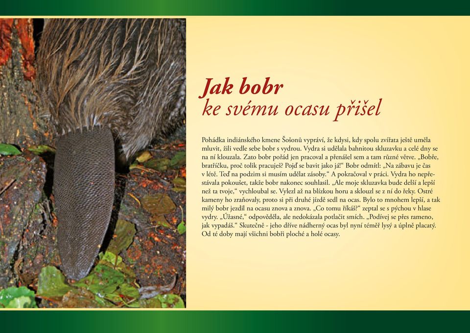 Bobr odmítl: Na zábavu je čas v létě. Teď na podzim si musím udělat zásoby. A pokračoval v práci. Vydra ho nepřestávala pokoušet, takže bobr nakonec souhlasil.