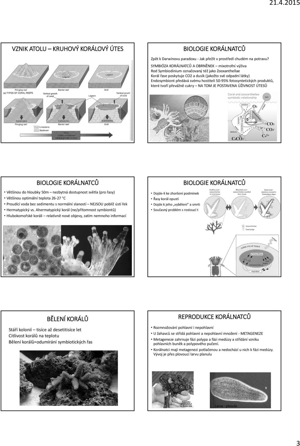 50 95% fotosyntetických produktů, které tvoří převážně cukry NA TOM JE POSTAVENA ÚŽIVNOST ÚTESŮ BIOLOGIE KORÁLNATCŮ Většinou do hloubky 50m nezbytná dostupnost světla (pro řasy) Většinou optimální