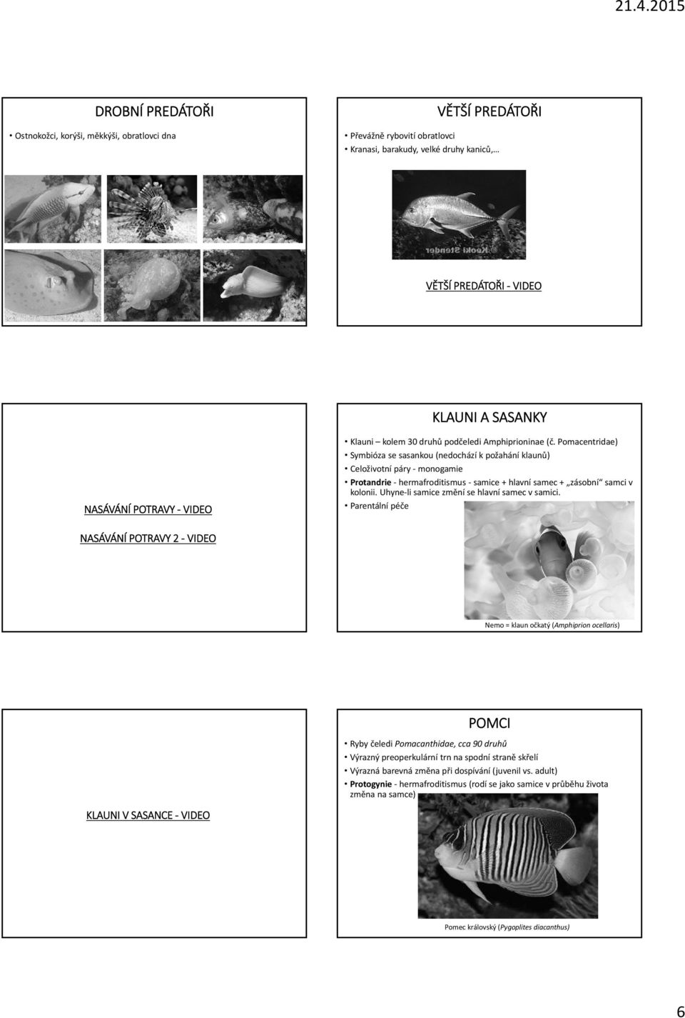 Pomacentridae) Symbióza se sasankou (nedochází k požahání klaunů) Celoživotní páry monogamie Protandrie hermafroditismus samice + hlavní samec + zásobní samci v kolonii.