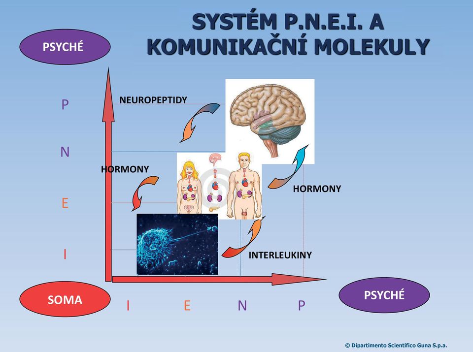 NEUROPEPTIDY N HORMONY E