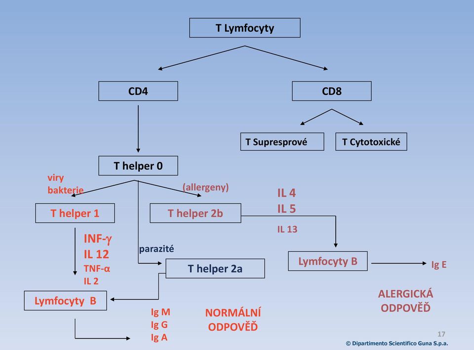 parazité Ig M Ig G Ig A (allergeny) T helper 2b T helper 2a