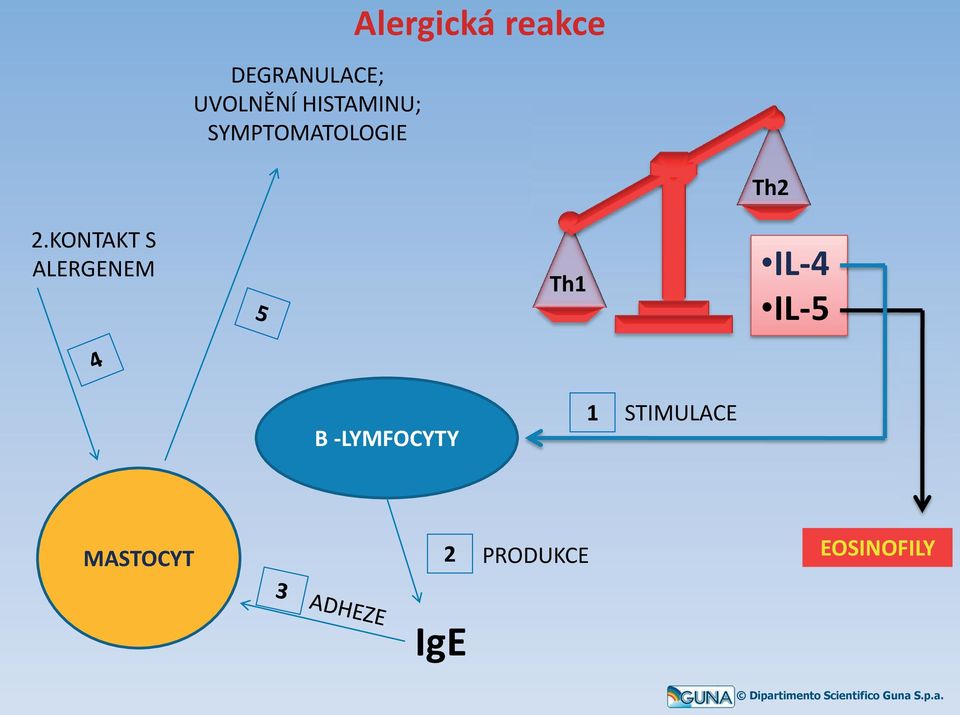 KONTAKT S ALERGENEM Th1 Th2 IL-4 IL-5 B