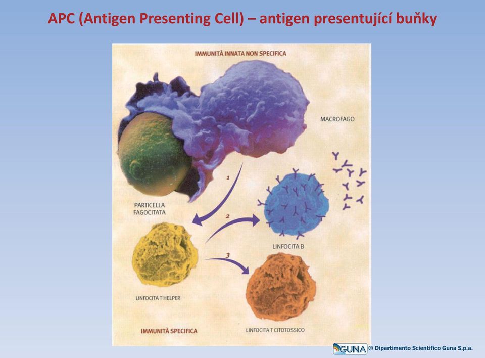 Cell) antigen