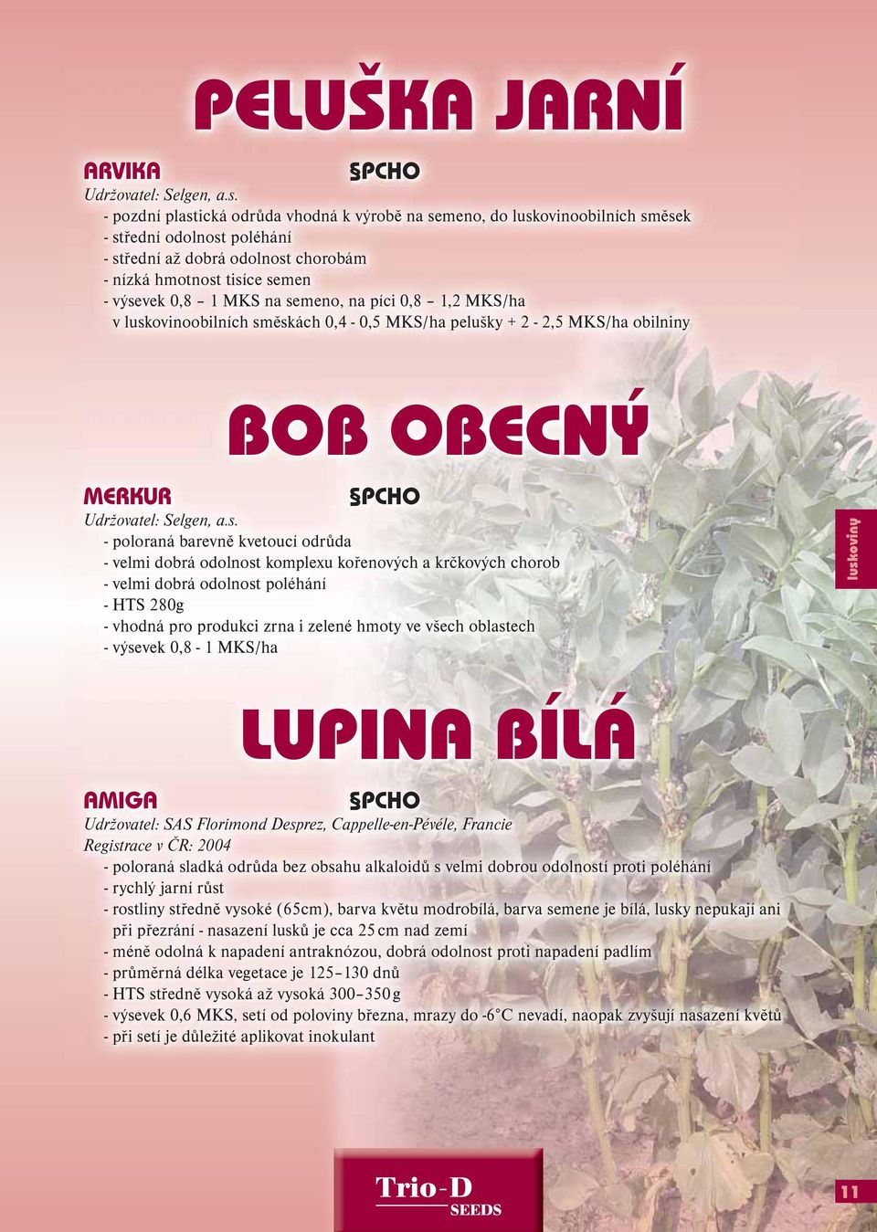 semeno, na píci 0,8 1,2 MKS/ha v luskovinoobilních směskách 0,4-0,5 MKS/ha pelušky + 2-2,5 MKS/ha obilniny BOB OBECNÝ MERKUR Udržovatel: Selgen, a.s. - poloraná barevně kvetoucí odrůda - velmi dobrá