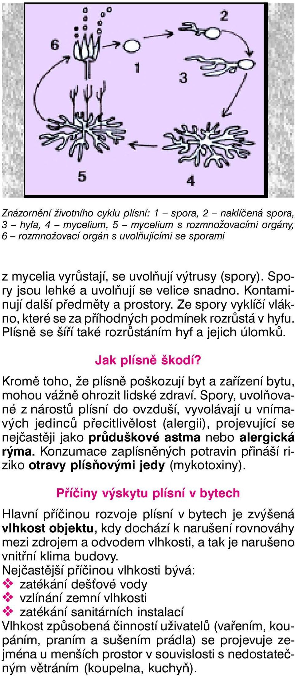 Plísně se šíří také rozrůstáním hyf a jejich úlomků. Jak plísně škodí? Kromě toho, že plísně poškozují byt a zařízení bytu, mohou vážně ohrozit lidské zdraví.
