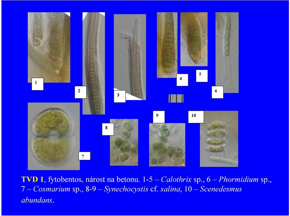 , 6 Phormidium sp., 7 Cosmarium sp.